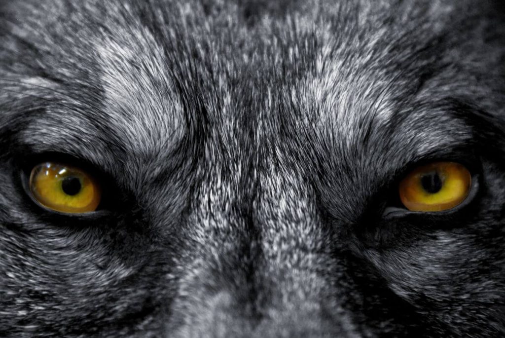 Tri su vrste ljudi na svijetu: ovce, vukovi i psi čuvari. Na slici vučje oči, iz blog teksta na webstranici Lilium.